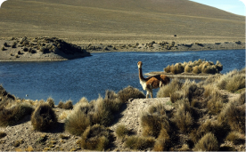 Cusco y alrededores